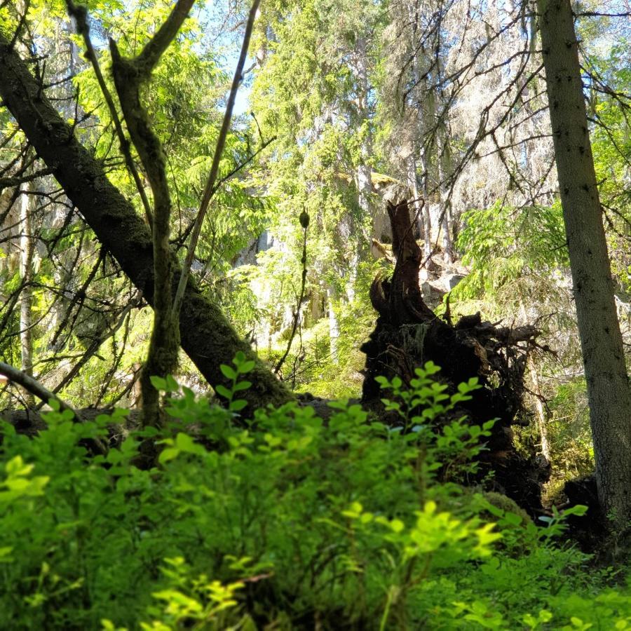 Cabin Near Lake And Beautiful Nature Reserve. Bodafors Eksteriør bilde